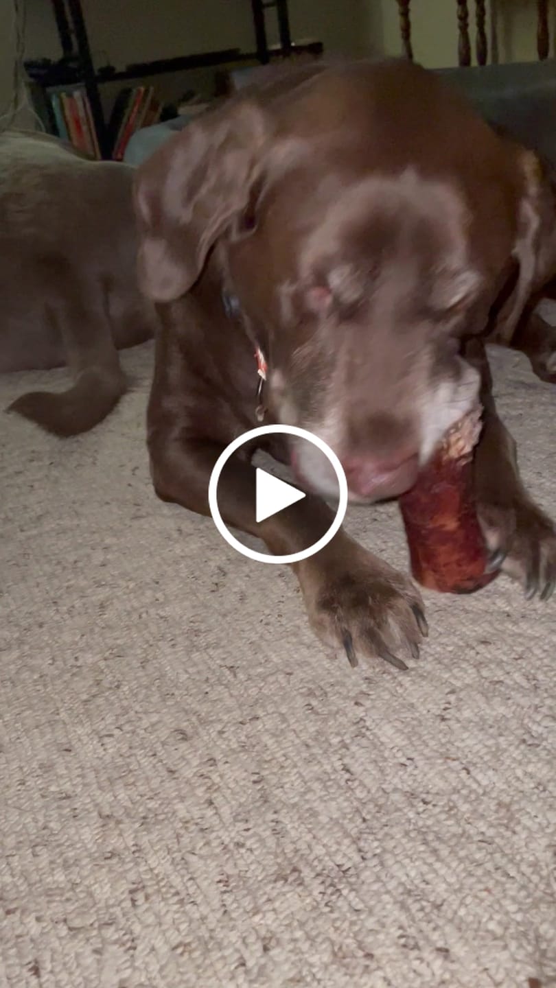Customer video review of Pig Ears