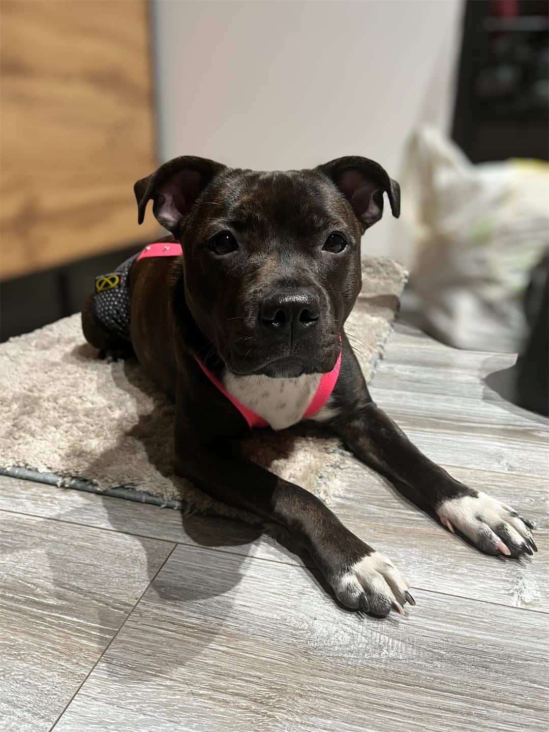 Customer photo review of Staffordshire Bull Terrier 1935® Hygiene Panties with Suspenders - Maid