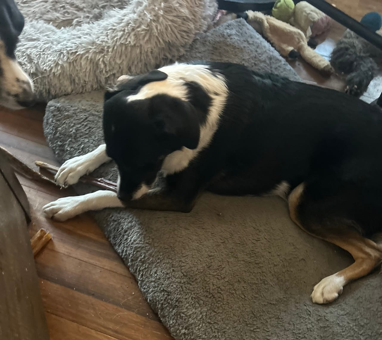 Customer photo review of 10-12 Inch Champion Chew