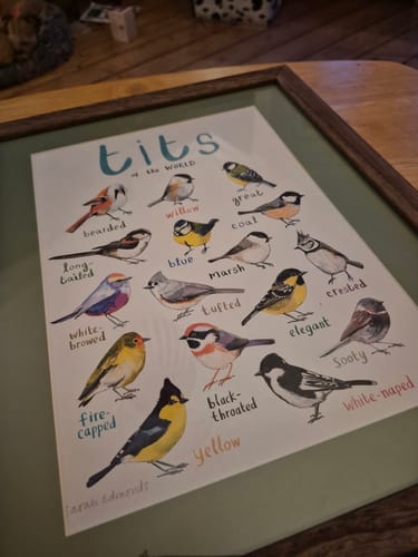 Customer photo review of Tits of the WORLD - Bird Art Print - A4 - new edition!