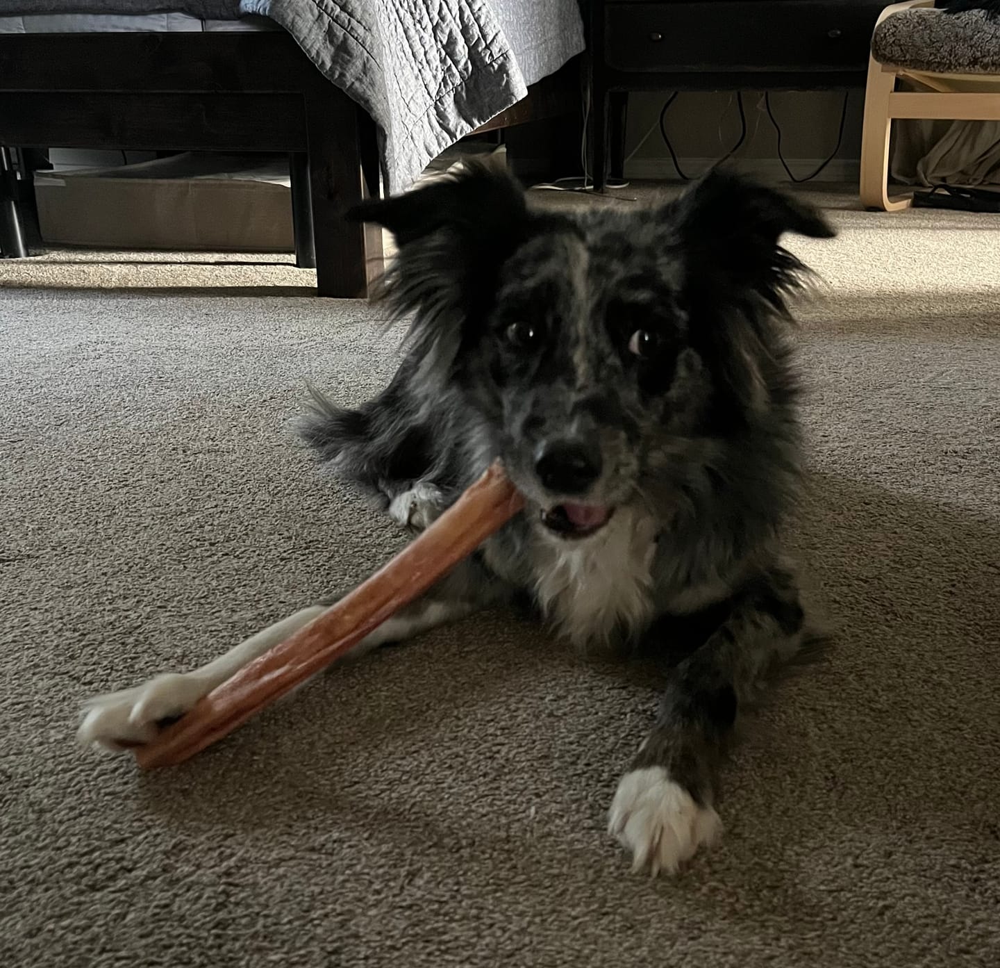 Customer photo review of 12 Inch Jumbo Bully Stick