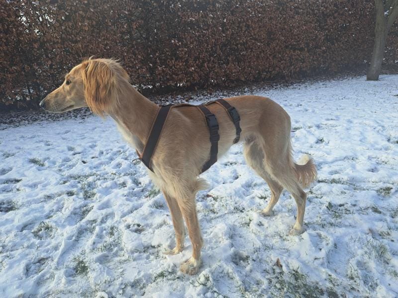Customer photo review of Sicherheitsgeschirr FUN "Toffee"