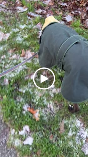 Customer video review of Wax Sighthound Coat Green