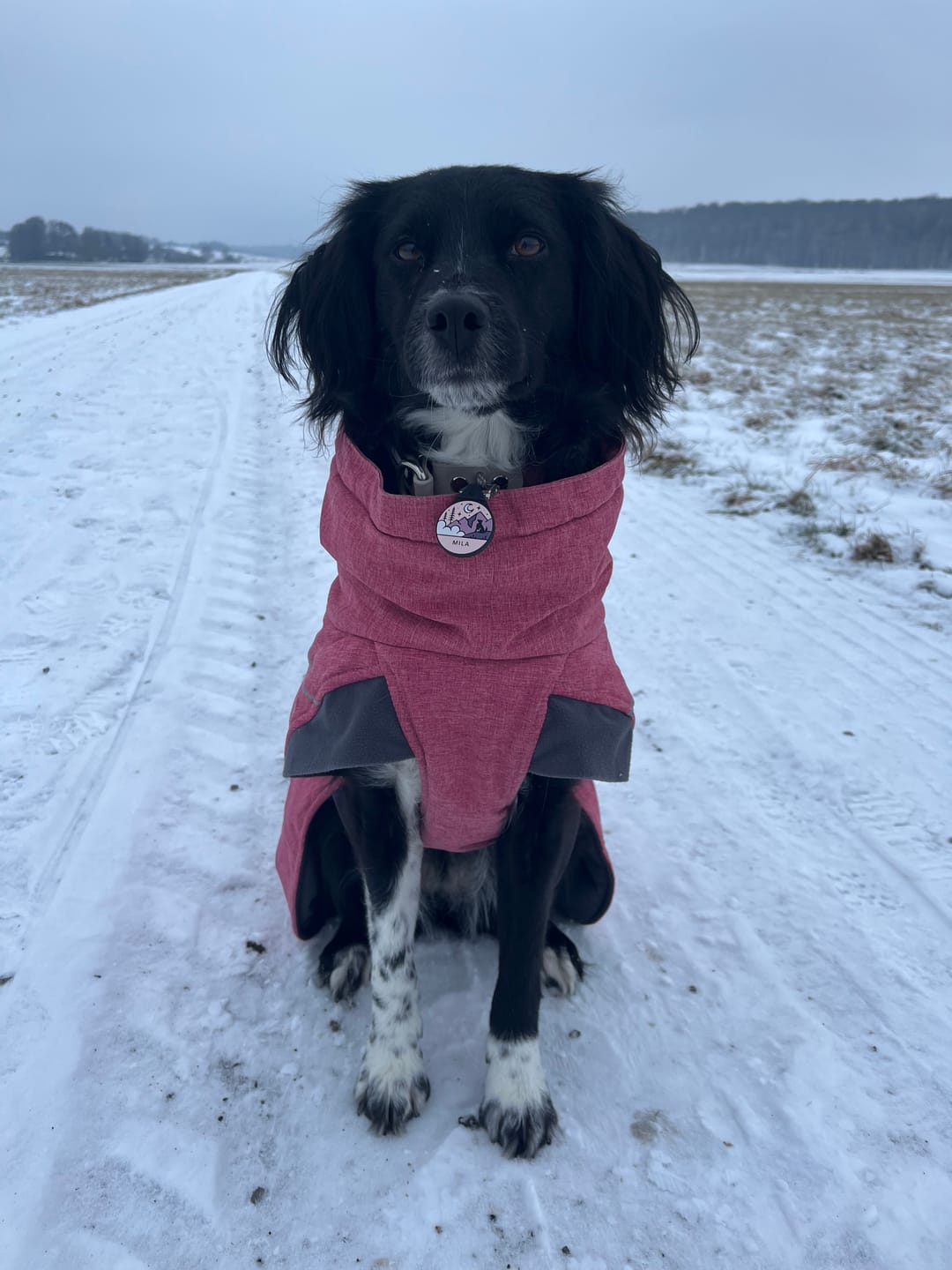 Customer photo review of Daybreak Pink - Silent Dog ID Tag