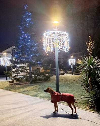 Customer photo review of Manteau chien hiver