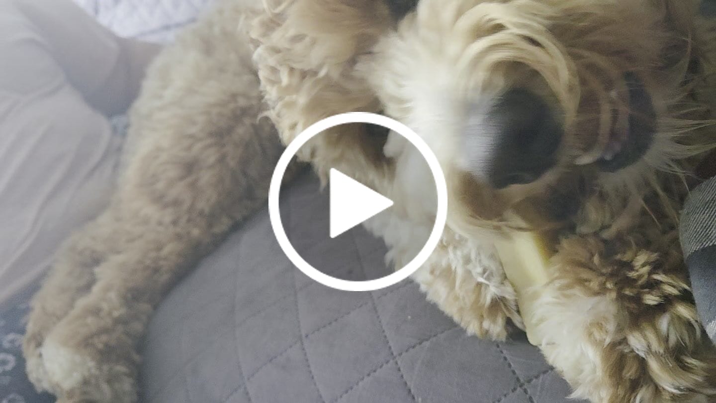 Customer video review of Himalayan Yak Chew Flavor Pack