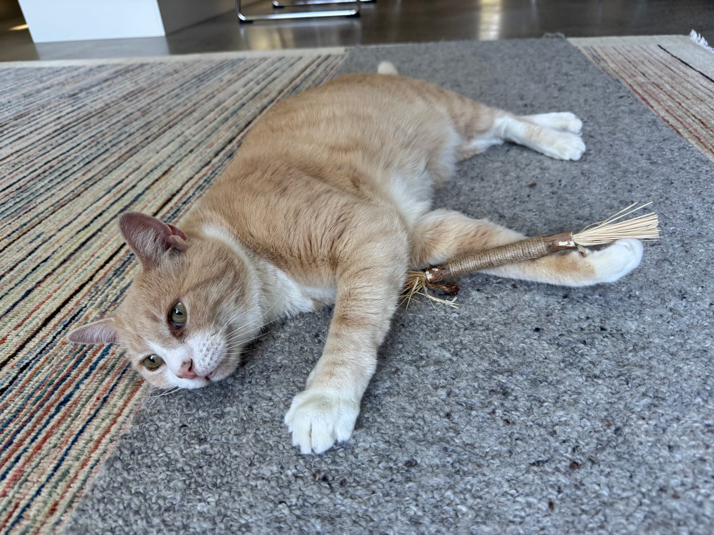 Customer photo review of RYERCAT Silvervine Cat Dental Sticks (Australia)
