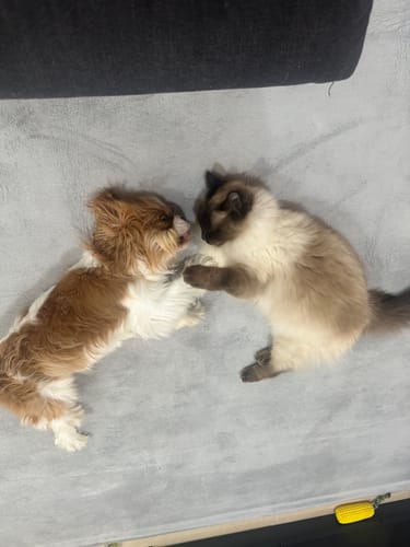 Close-up of a customer's dog and cat playing on a soft, light grey Mellow Mat.