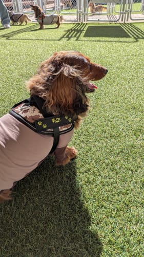 Customer photo review of FunFunPet 高機能ハーネス（お名前タグ作成サービス付き）