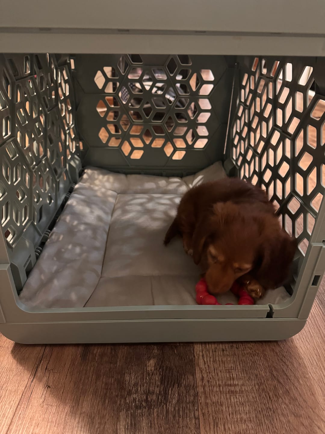 Customer photo review of Puppy Bundle PAWD® Dog Crate
