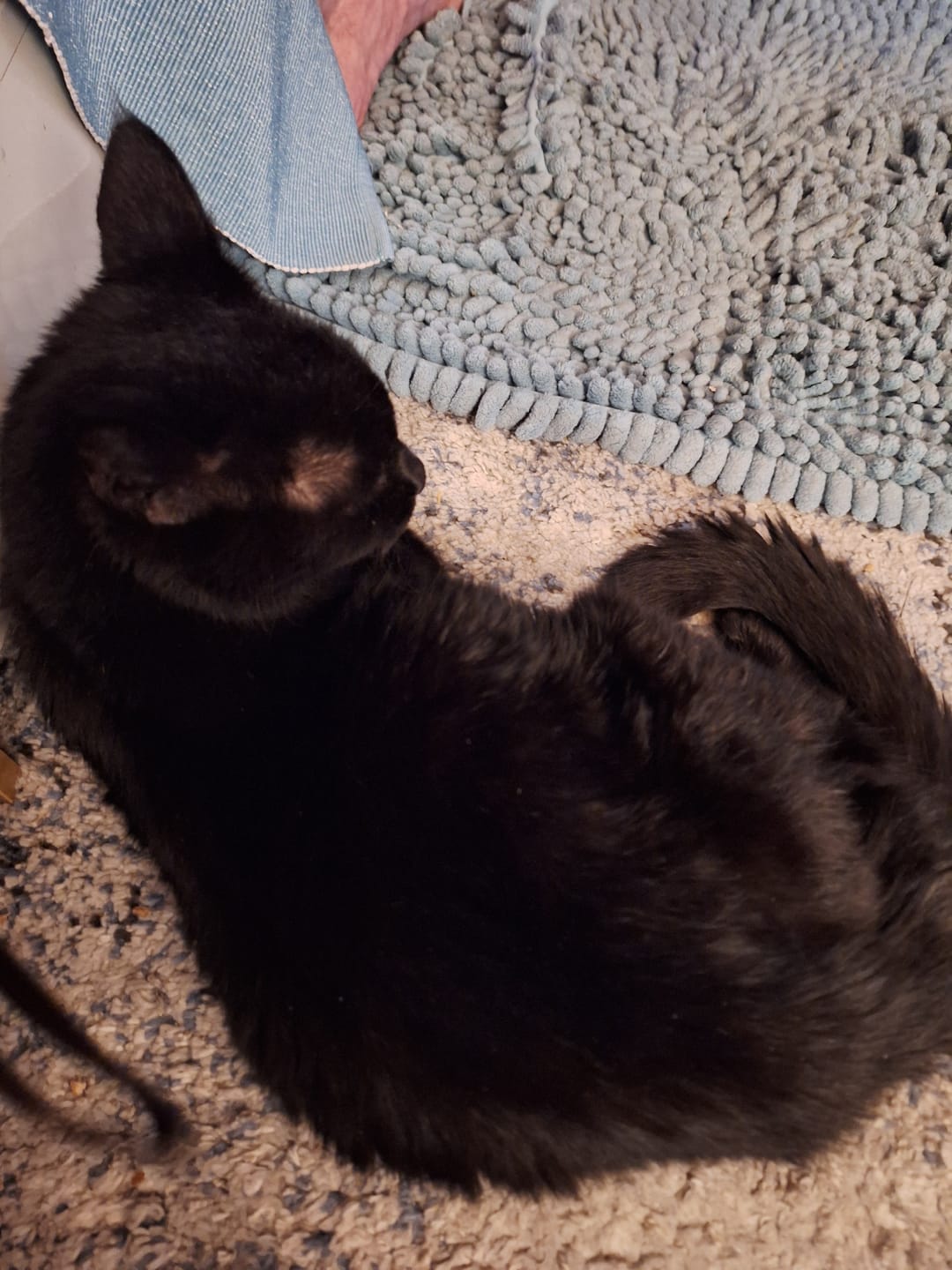Customer photo review of 3x Blisso Advanced Cat Probiotic