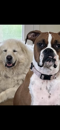 Customer photo review of Bovine Colostrum+ - Cellular Recovery & Defense Matrix