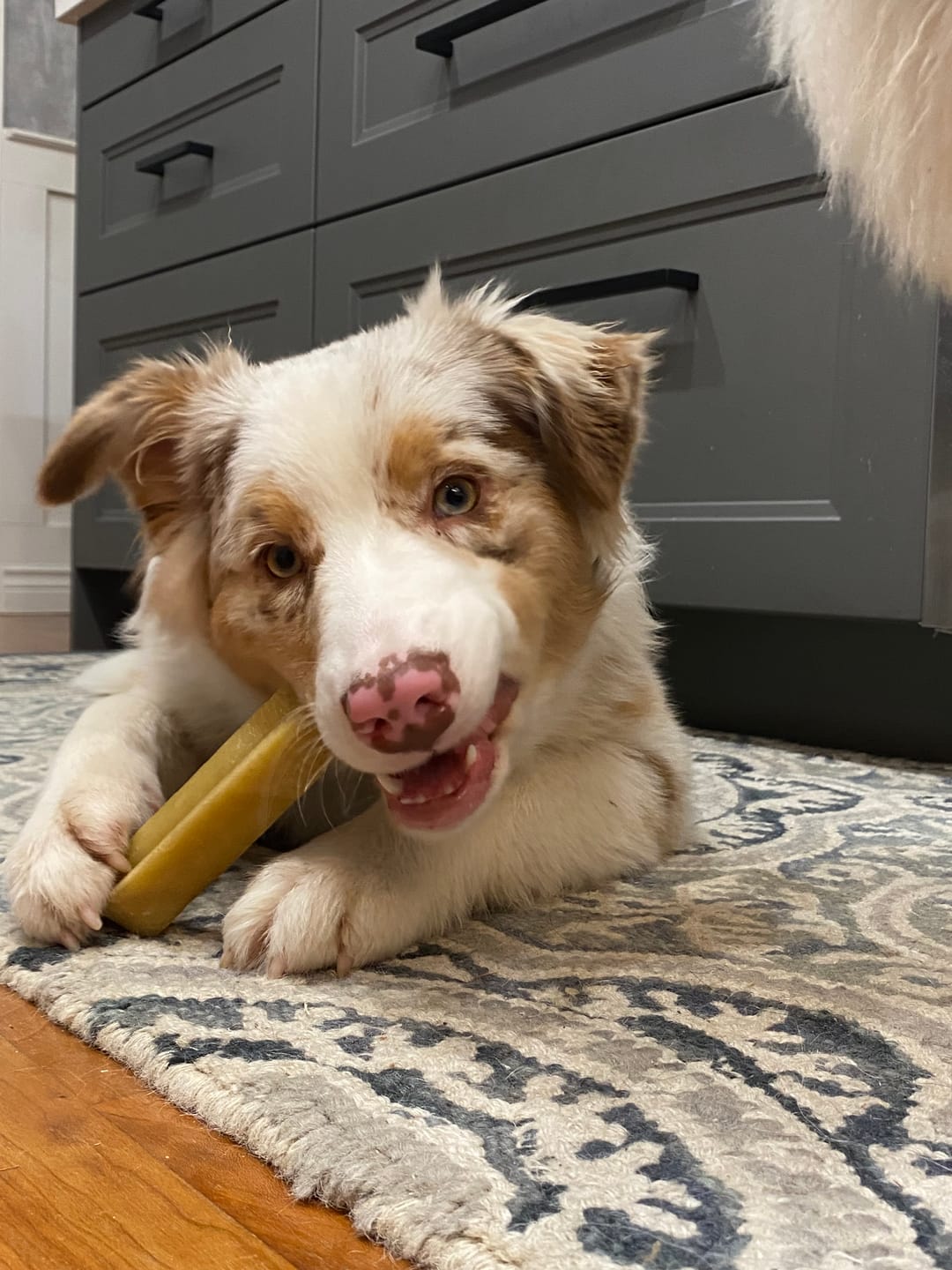 Customer photo review of Himalayan Yak Chew (LARGE)
