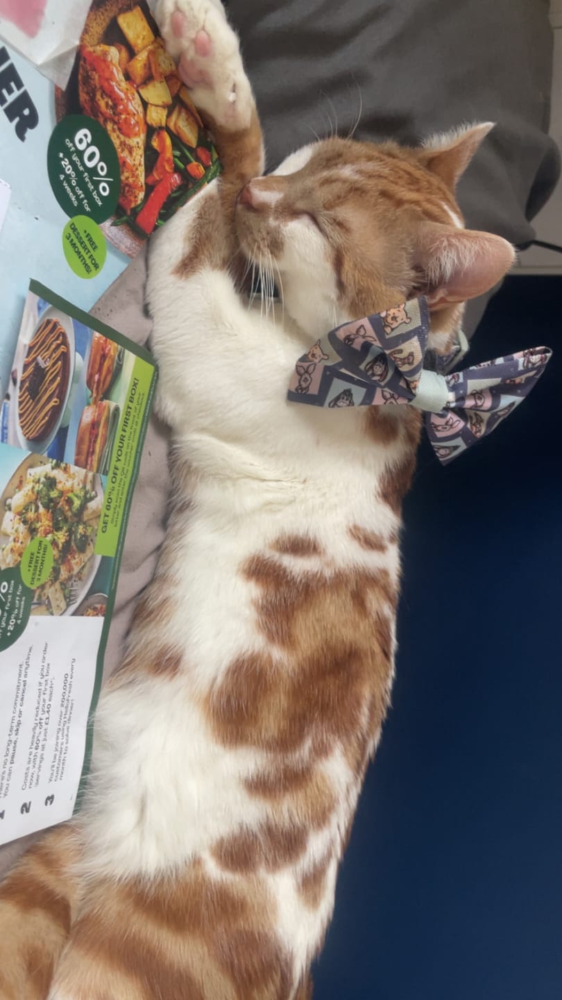 Customer photo review of Disney© Bow Tie - Winnie + Friends