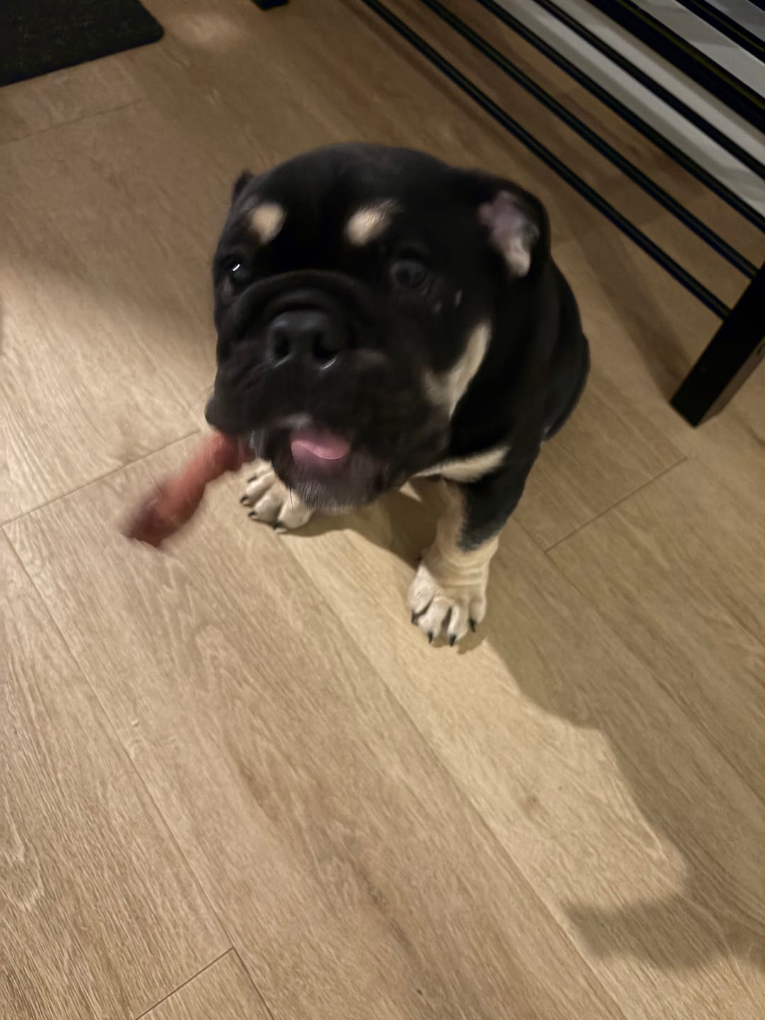 Customer photo review of 6 Inch Thick Braided Bully Stick