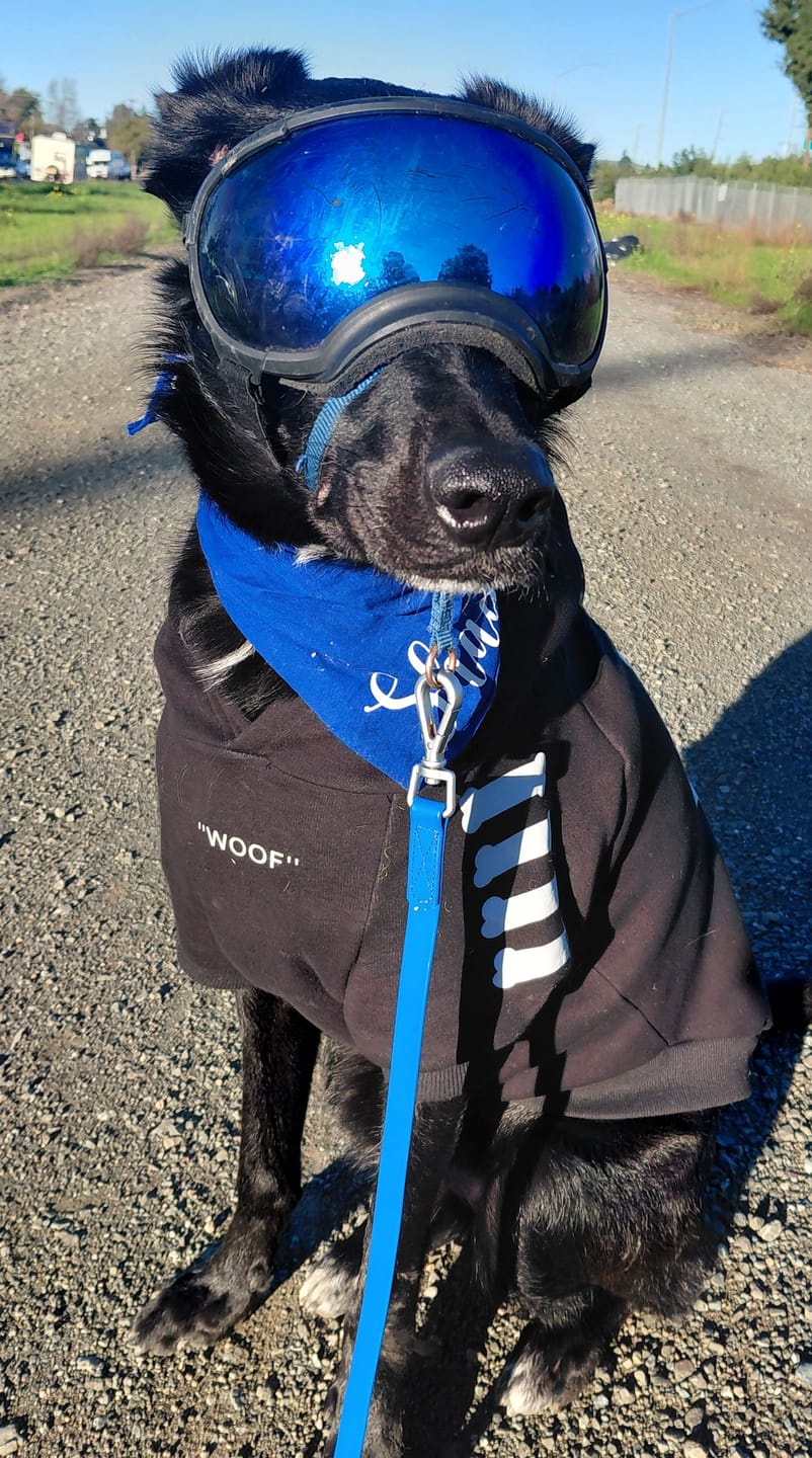 Customer photo review of "WOOF" Dog Hoodie - Black & Reflective
