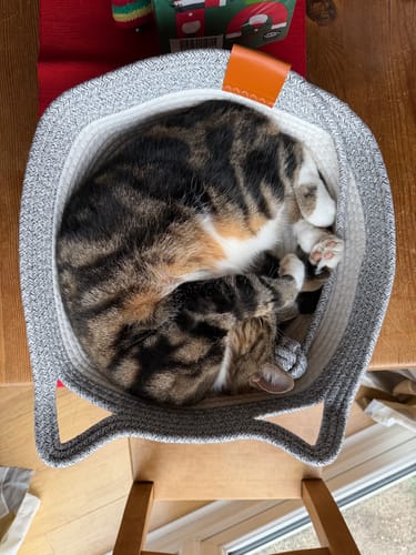 Customer photo review of Instinct Basket | Handwoven & Chemical-Free Cat Territory