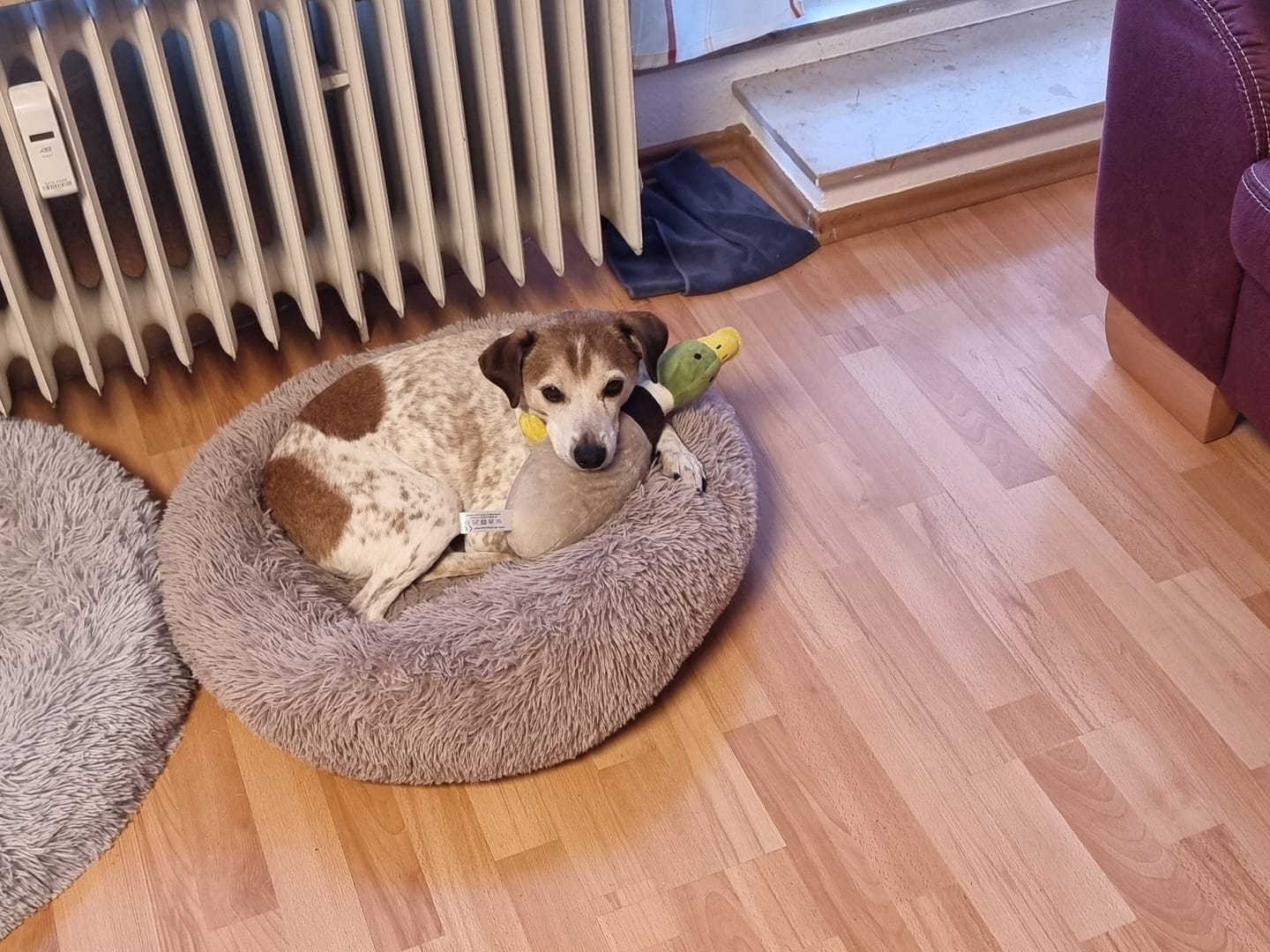 Customer photo review of Spähendes Foto - Individueller Autoaufkleber