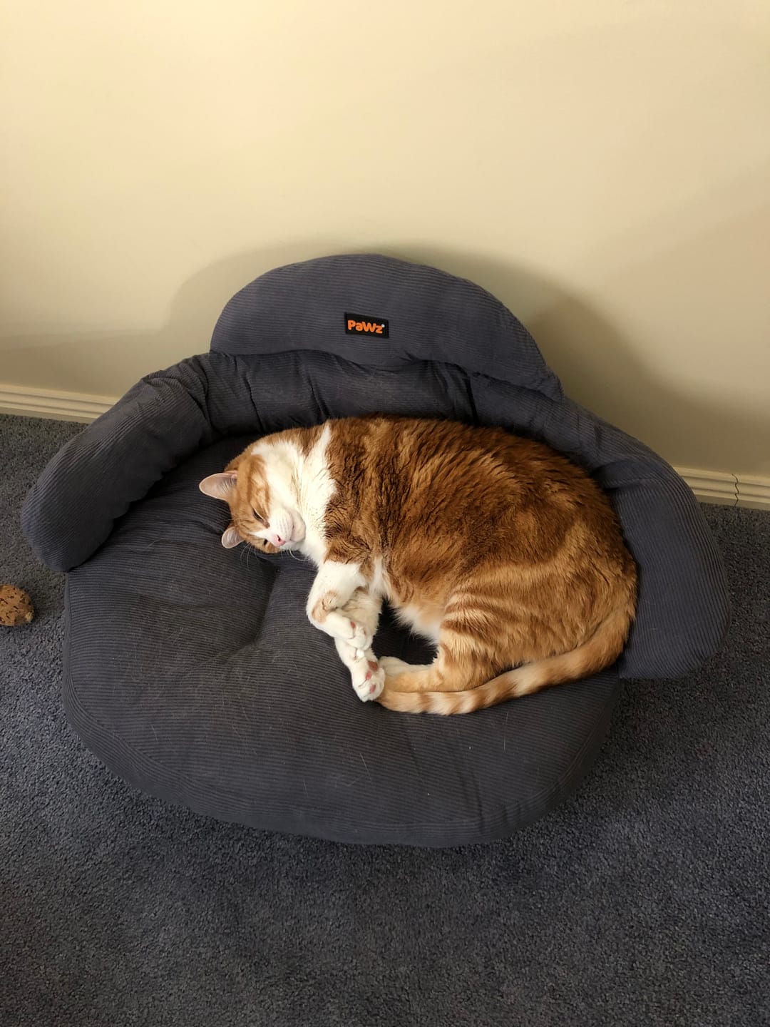 Customer photo review of CloudNest Elevated Pet Sofa Bed
