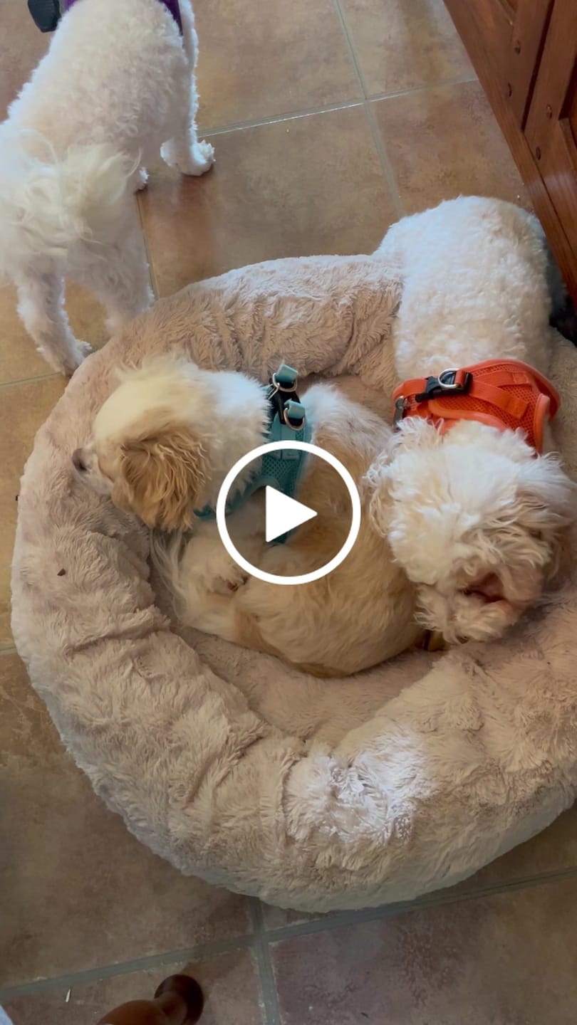 Customer video review of Coconut Yak Chews