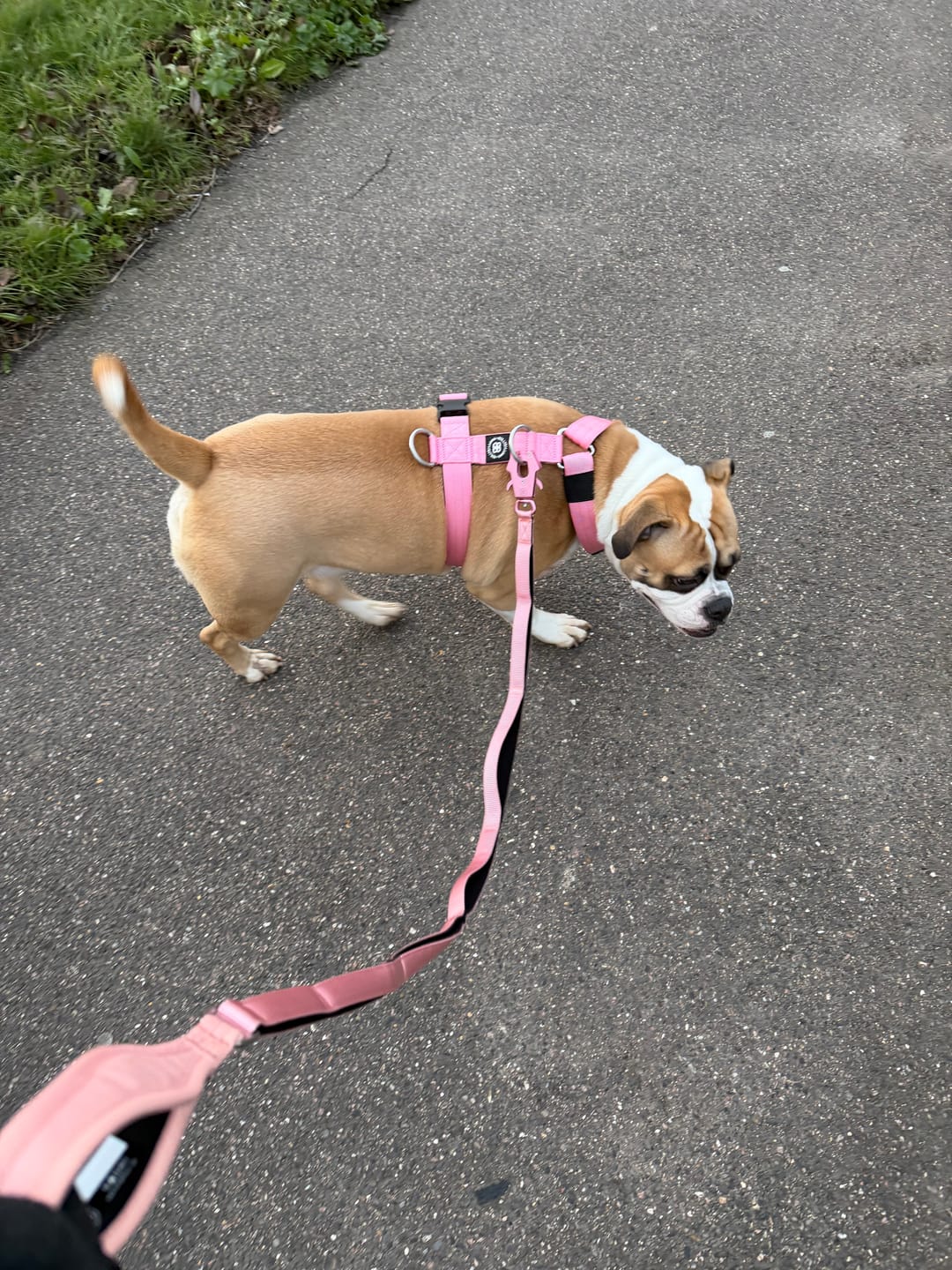 Customer photo review of Ladder Combat® Multiple Handles Lead - Pink