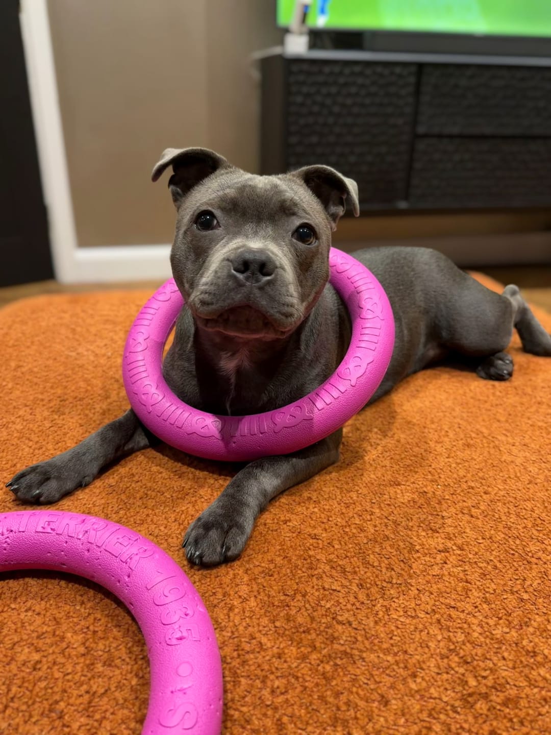Customer photo review of Staffordshire Bull Terrier 1935® Pull Ring - Pink