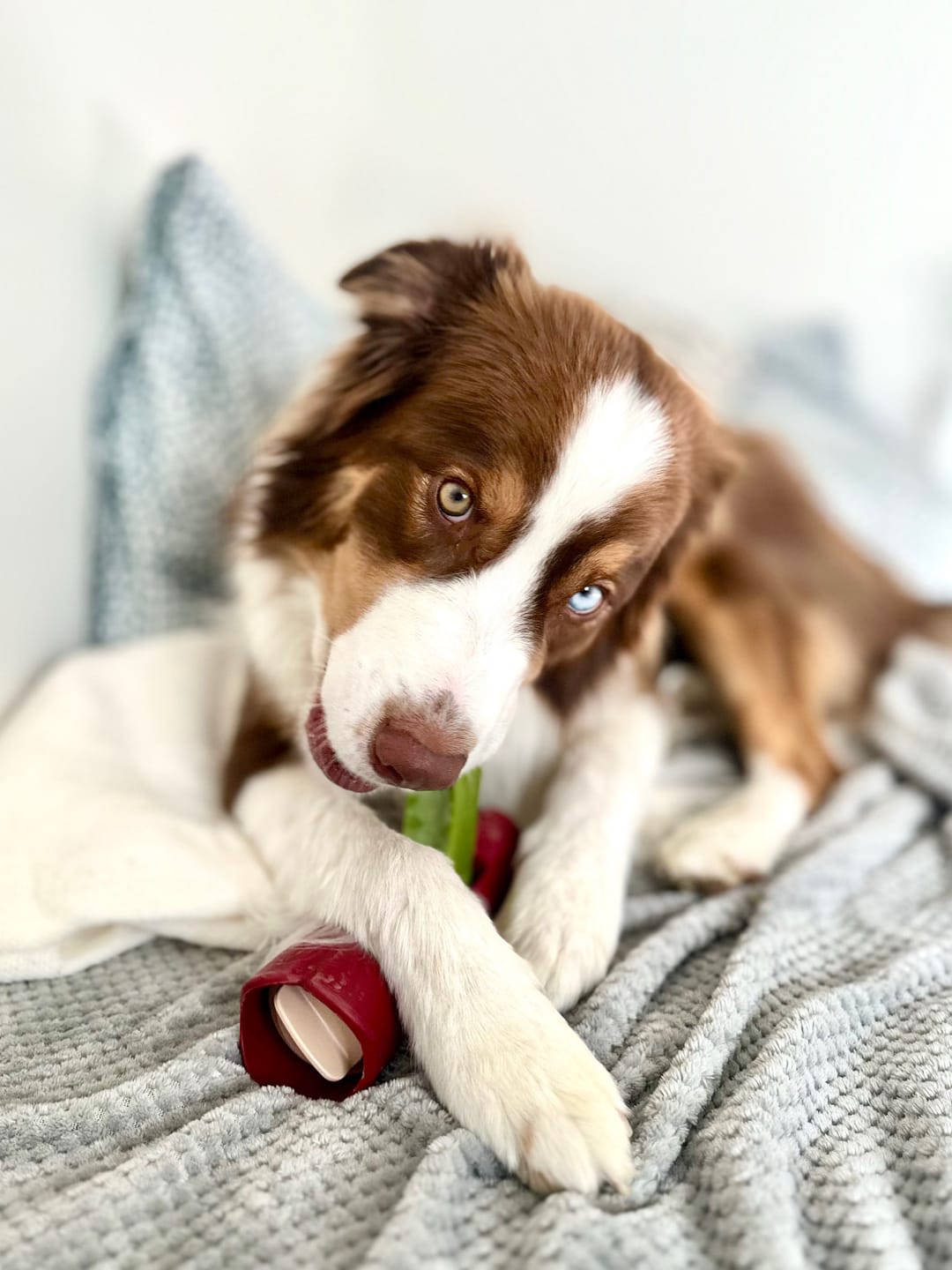 Customer photo review of Mint Himalayan Yak Chew (MEDIUM)