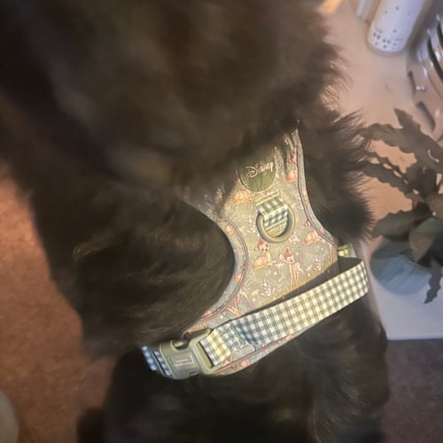 Customer photo review of Disney© Tough Trails™ Harness - Bambi + Thumper