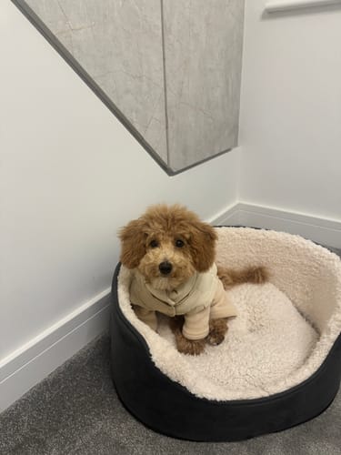 Customer photo review of Hazelnut | The Capsule Fleece Bodysuit