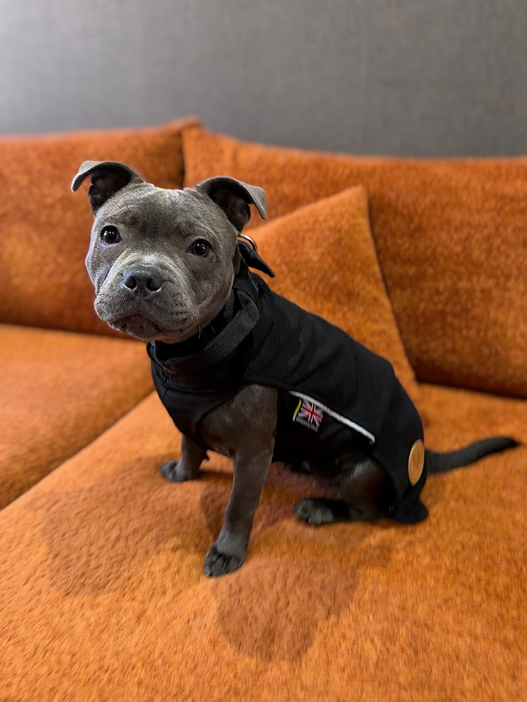 Customer photo review of Staffordshire Bull Terrier 1935® Fleece Coat - Black