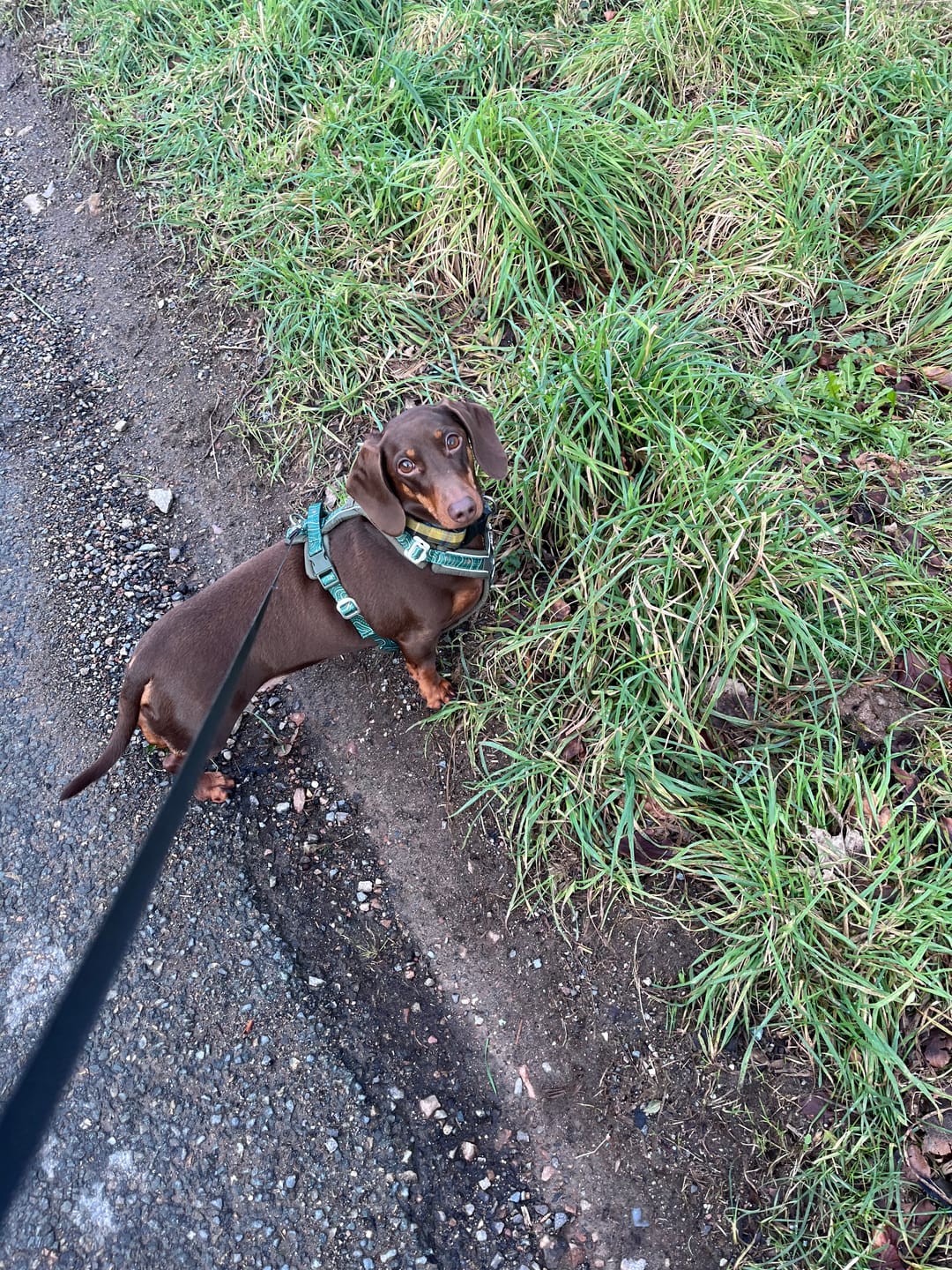 Customer photo review of Apex® Harness