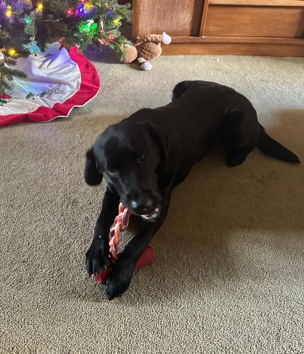 Customer photo review of 12 Inch Jumbo Braided Bully Stick