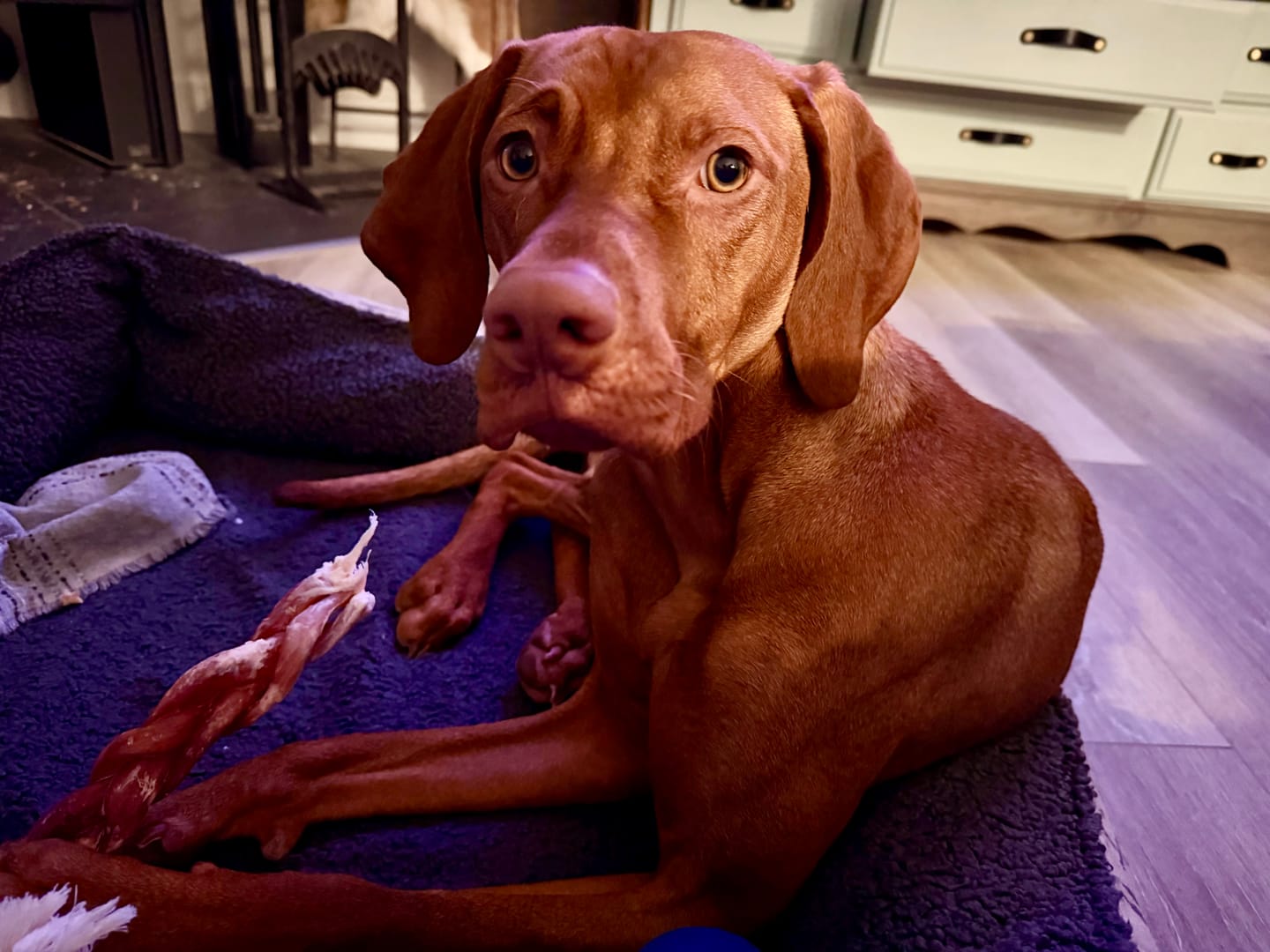 Customer photo review of 12 Inch Thick Braided Bully Stick