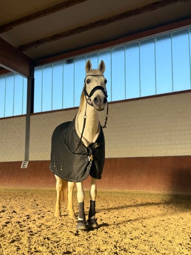 Customer photo review of Lack Edition - Harmonybridle- gebisslose Trense