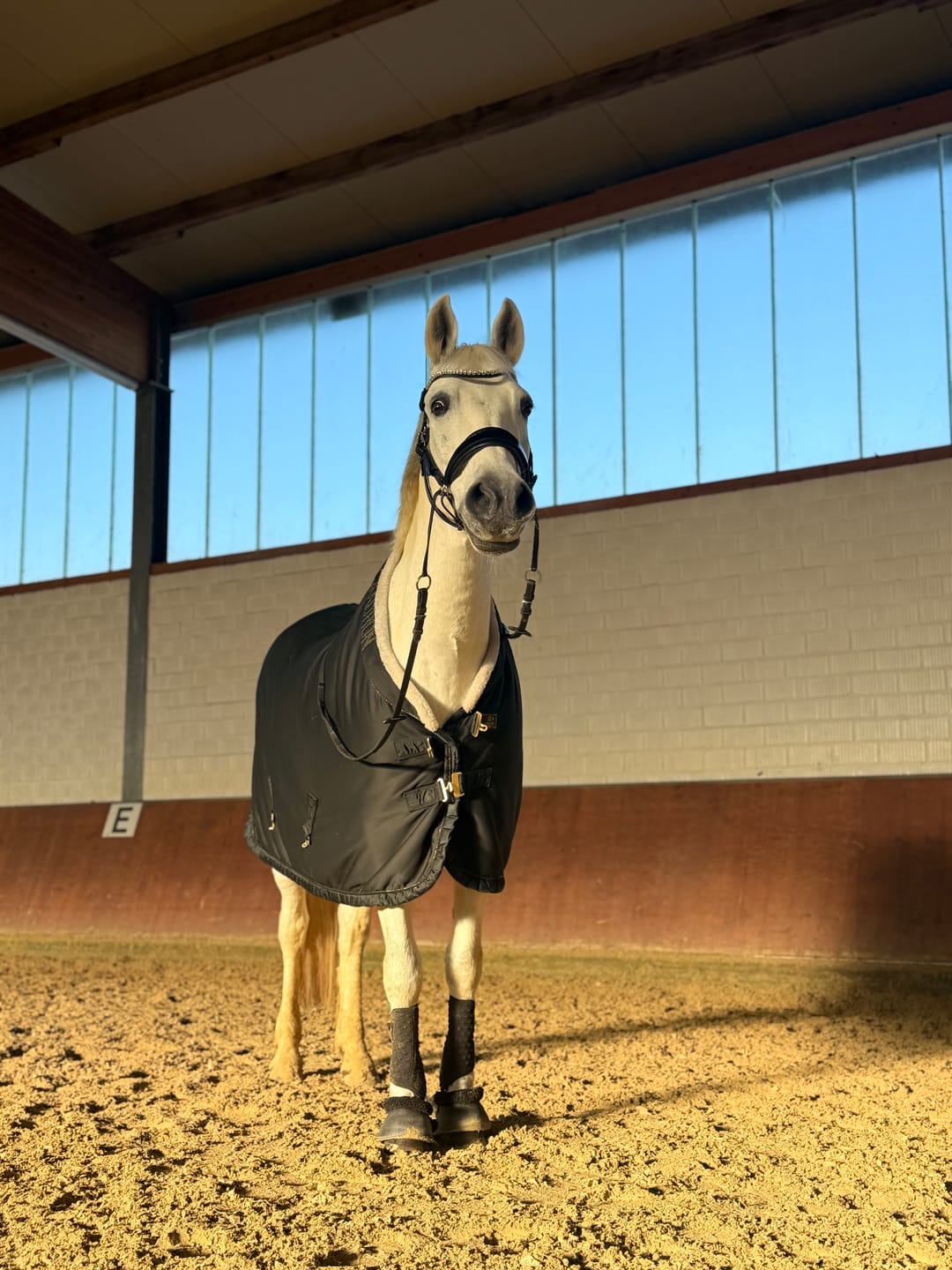 Customer photo review of Lack Edition - Harmonybridle- gebisslose Trense