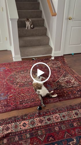 Customer video review of Interactive Bird Simulation Cat Toy Set