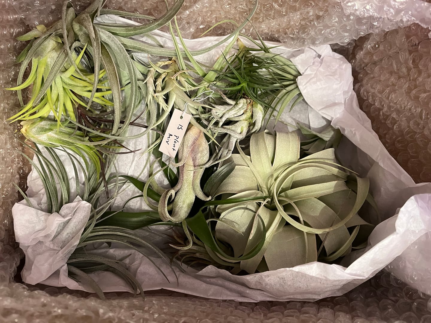 Customer photo review of 15 Pack Premium Air Plants Mix  *Cannot Be Shipped Internationally*