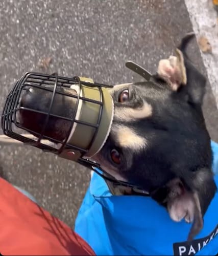 Customer photo review of „All in one“ Maulkorb