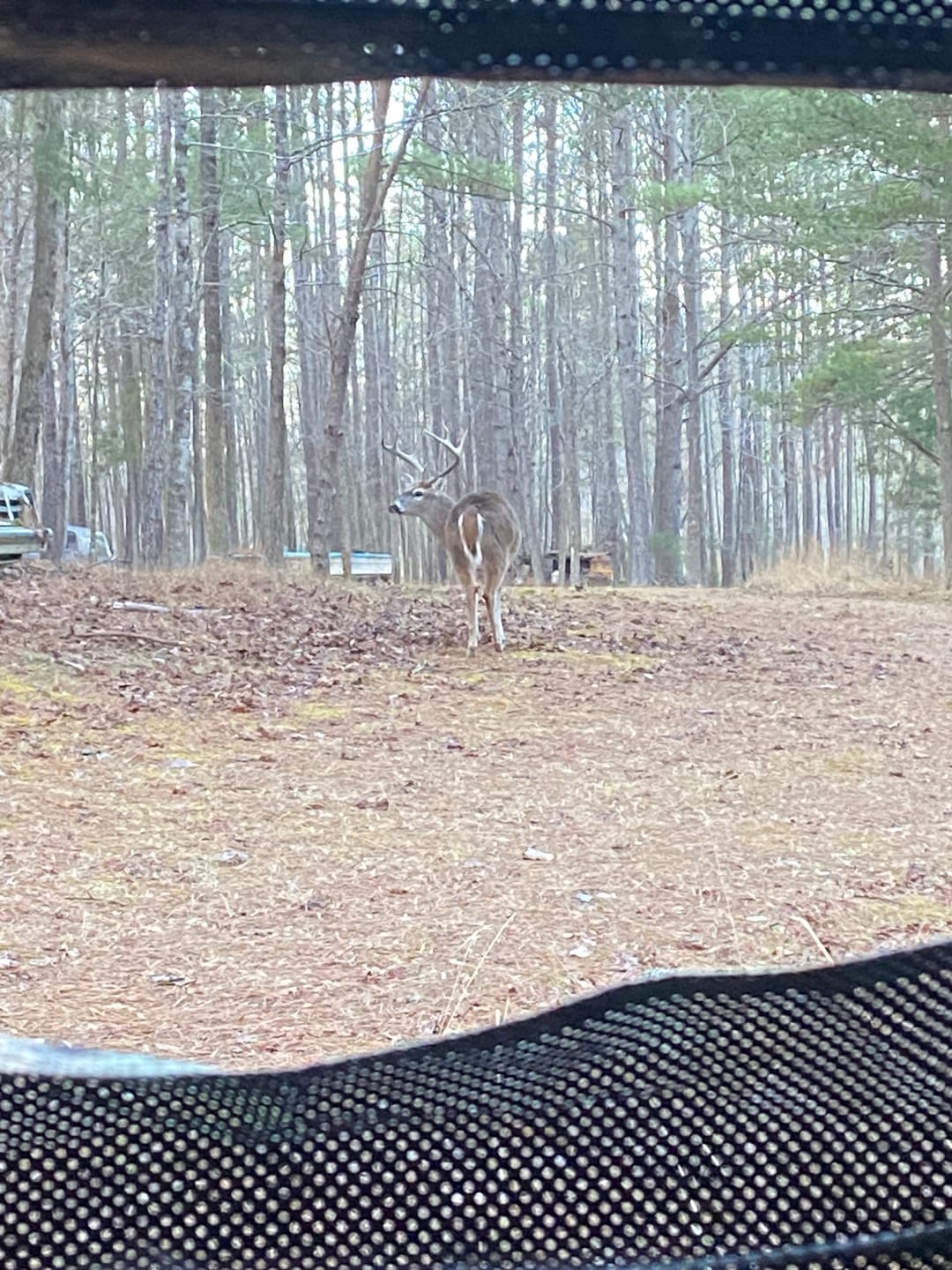 Customer photo review of FLASH SALE VisX/VisMax See Through Hunting Blind, Pop Up Ground Deer Blind