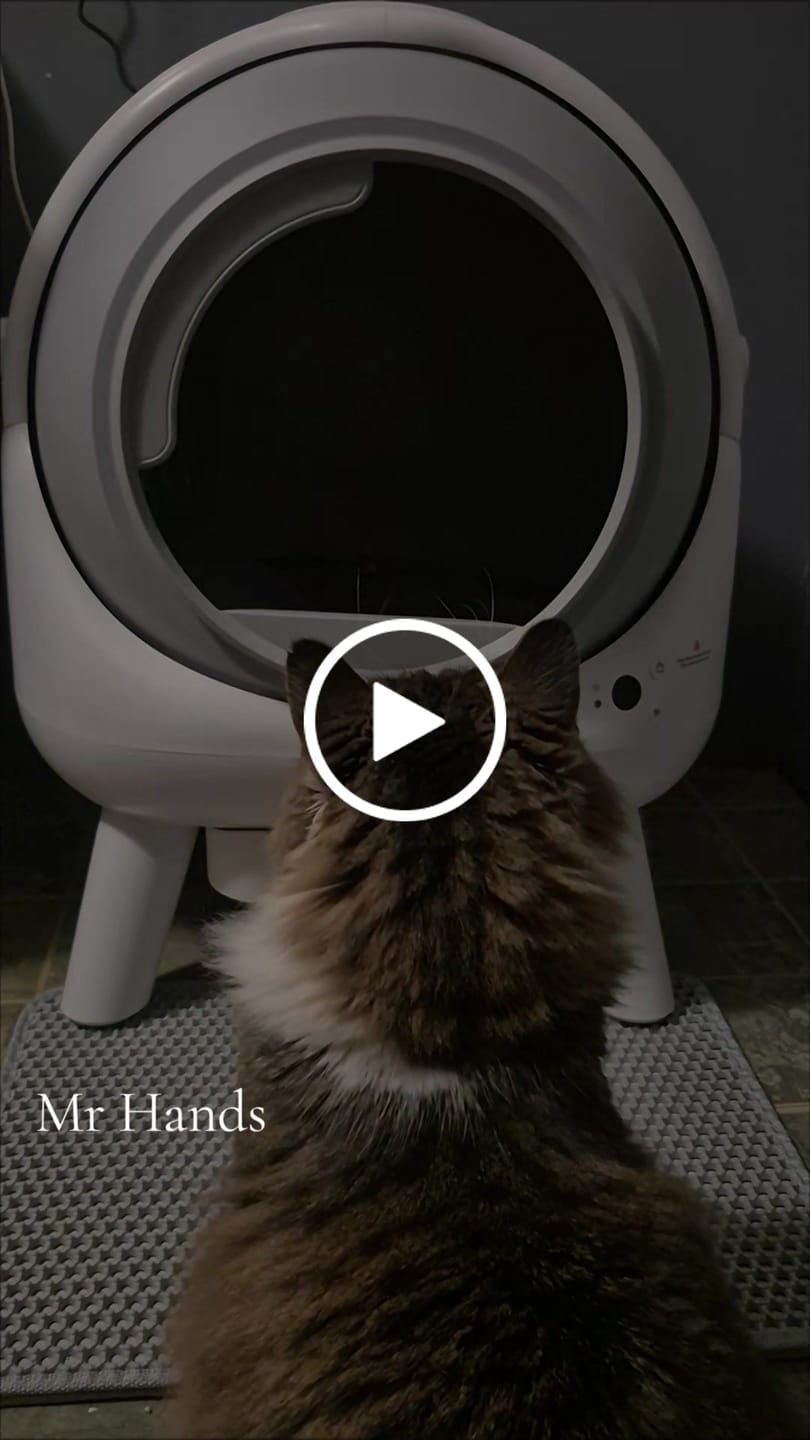Customer video review of [Christmas Sale]Orbitie with Wide Opening Self Cleaning Litter Box