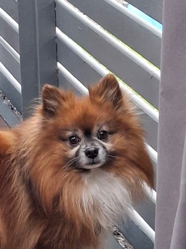 Kundenfoto für das individuelle Fotoarmband: ein flauschiger, brauner Spitz schaut in die Kamera.