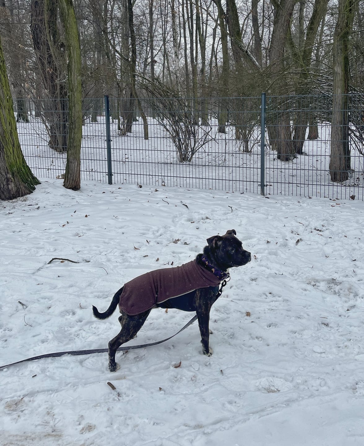 Customer photo review of Staffordshire Bull Terrier 1935® Fleece Coat - Chocolate