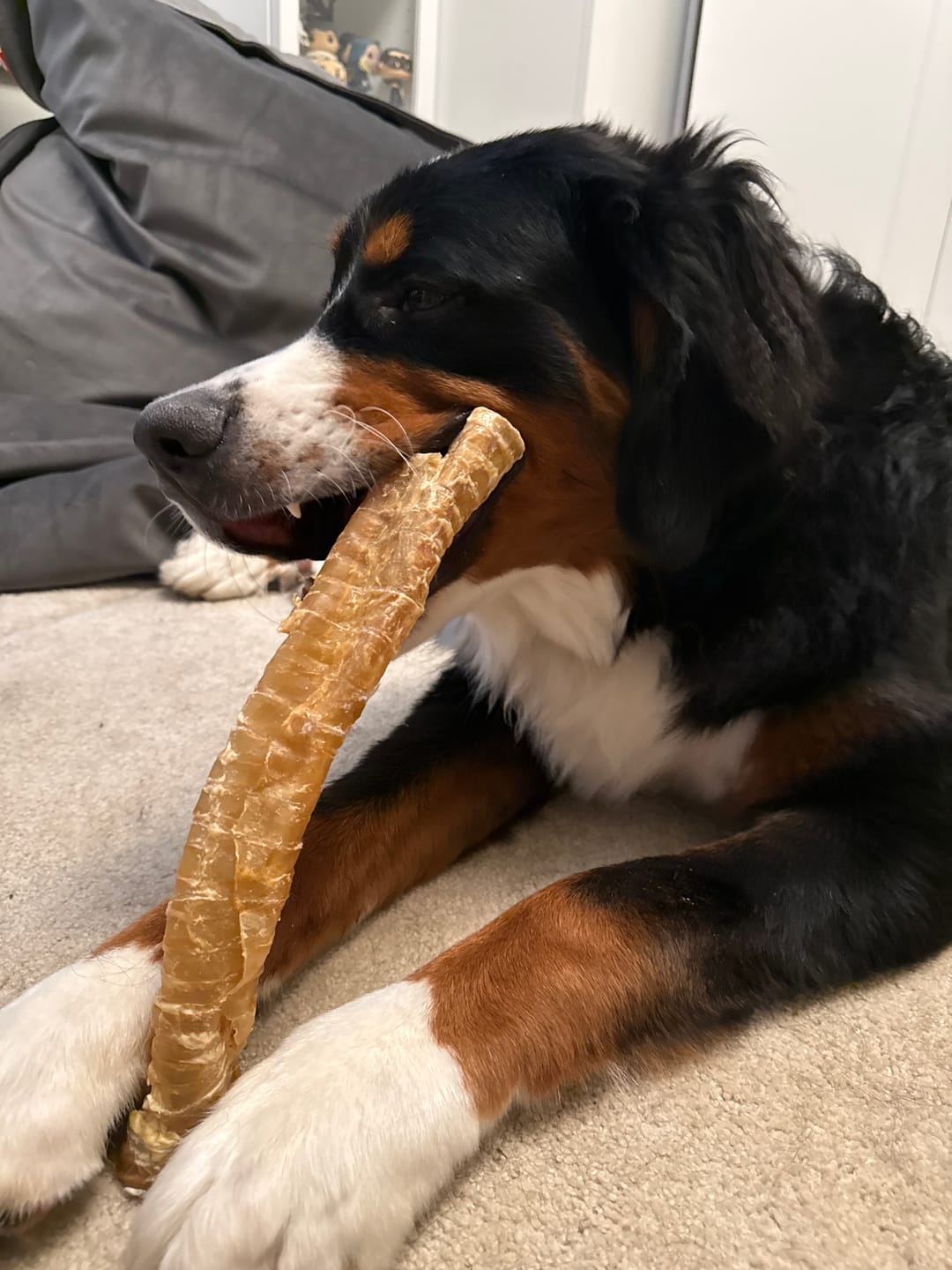 Customer photo review of 12 Inch Beef Trachea