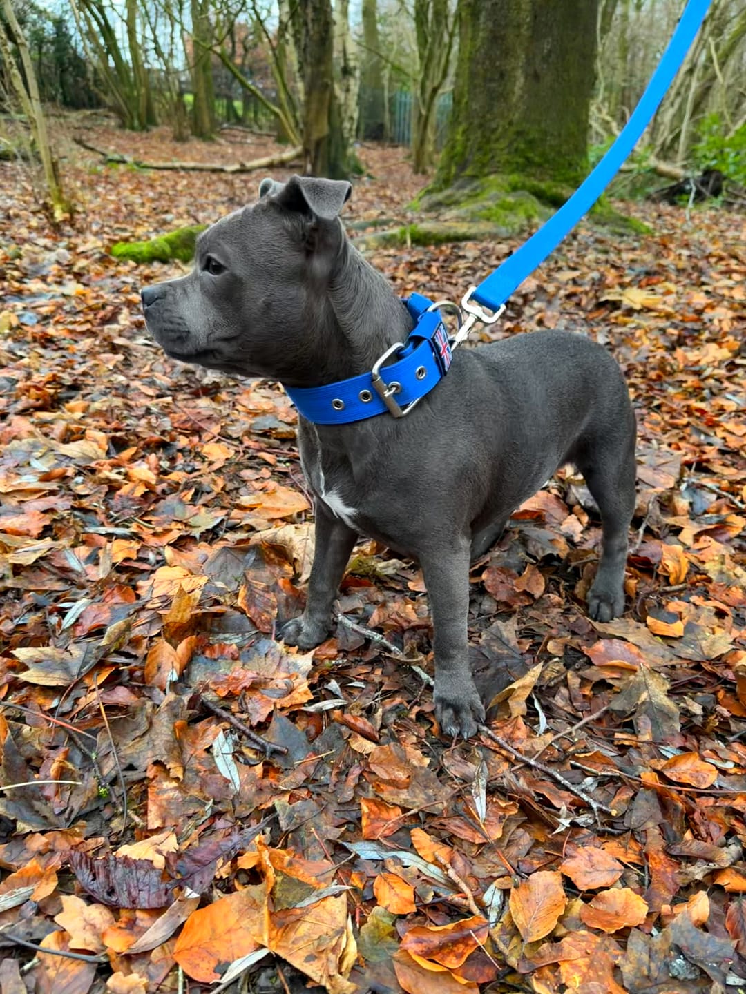 Customer photo review of Staffordshire Bull Terrier 1935® Nylon Leash - Royal Blue - Normal