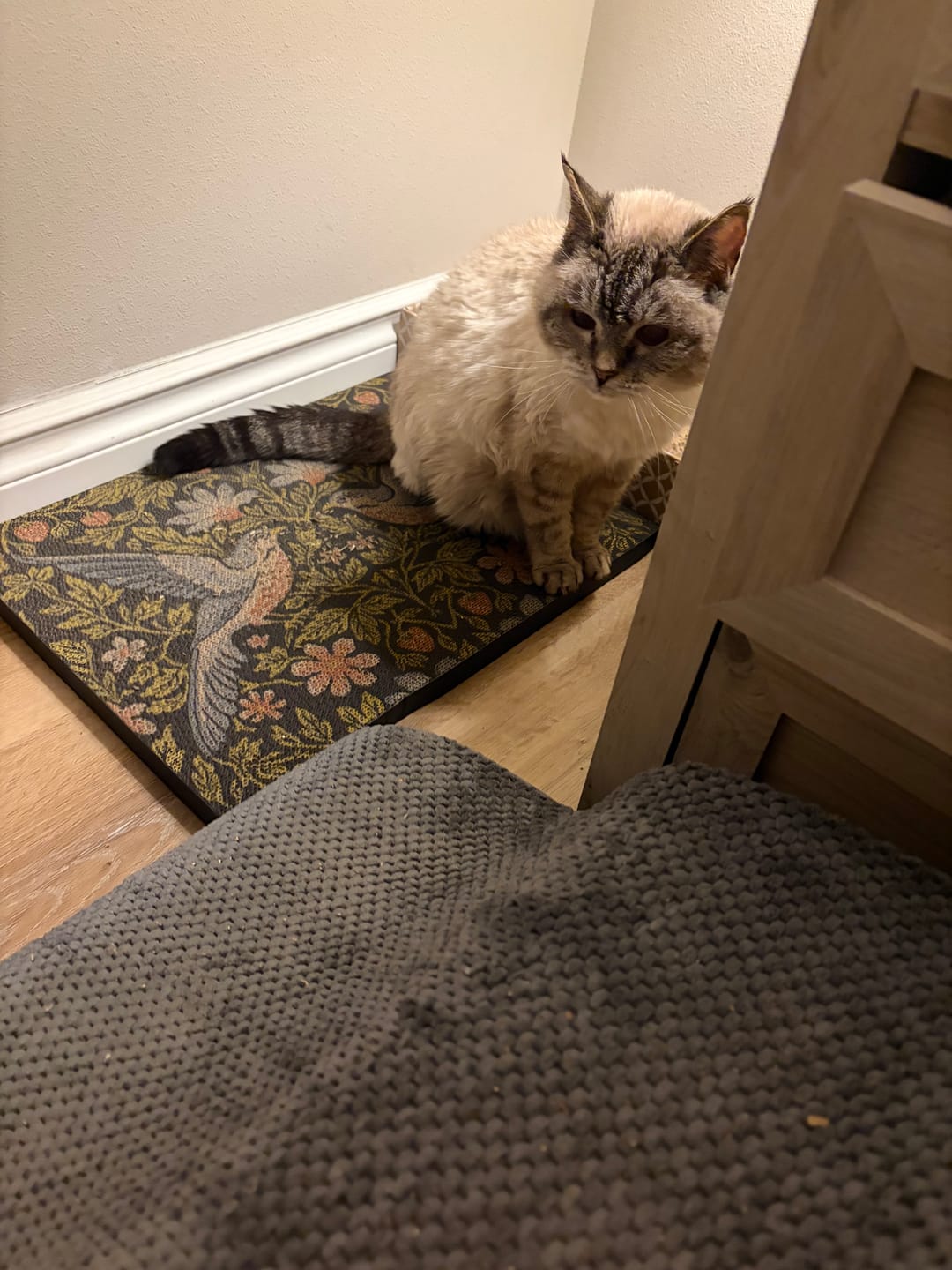Customer photo review of Strawberry Vine - Luxury Cat Scratching Board