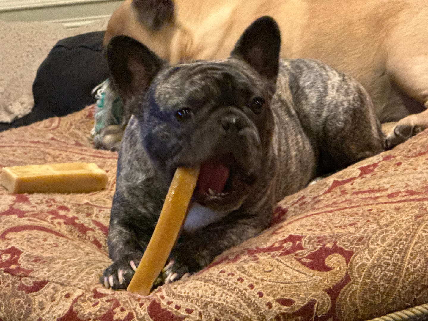 Customer photo review of Himalayan Yak Chew (LARGE)