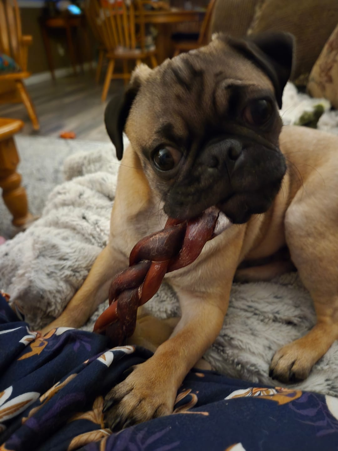 Customer photo review of 12 Inch Standard Braided Bully Stick