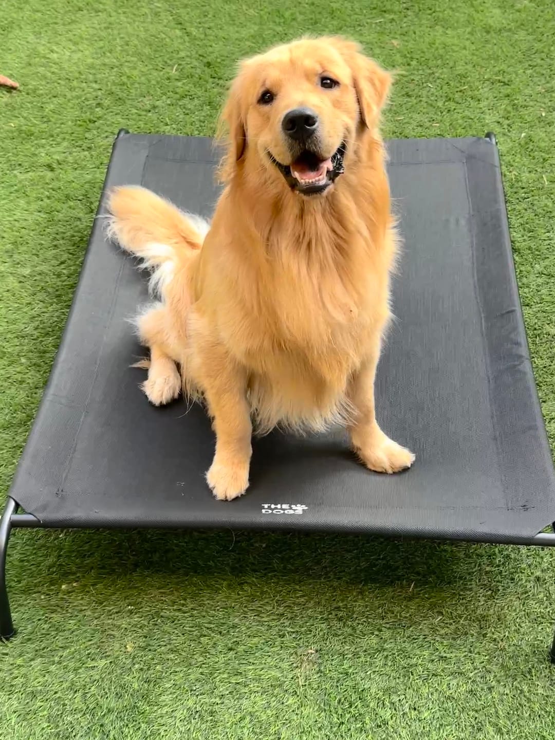 Customer photo review of Cama Elevada THE DOGS: Frescura y Ventilación