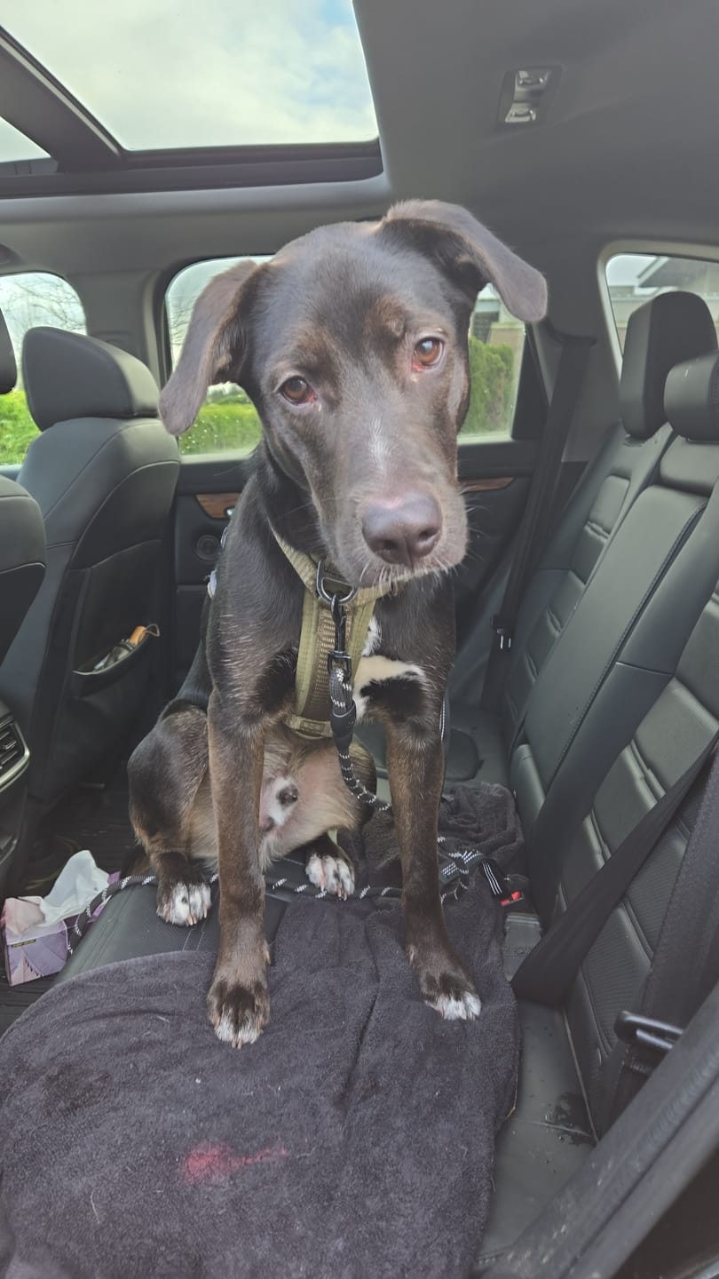 Customer photo review of 6 Inch Monster Bully Stick