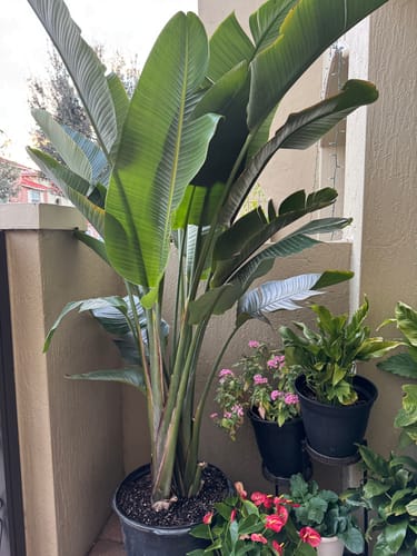 Reviewer's big, healthy White Bird of Paradise plant shown in a large pot on a patio.